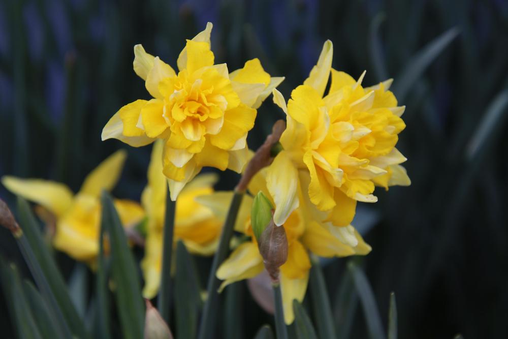 Photo of Double Daffodil (Narcissus 'Telamonius Plenus') uploaded by LoriMT