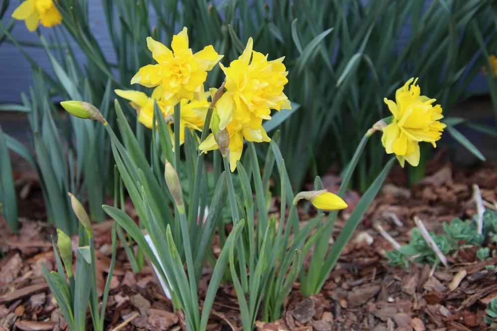 Photo of Double Daffodil (Narcissus 'Telamonius Plenus') uploaded by LoriMT