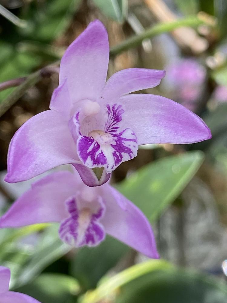 Photo of Orchid (Dendrobium kingianum) uploaded by SL_gardener