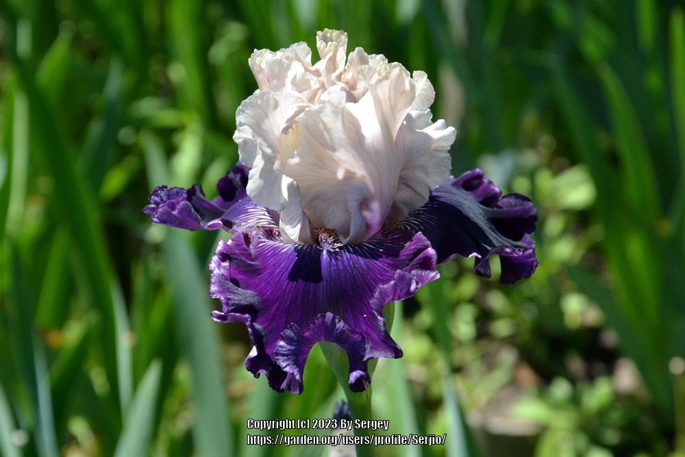 Photo of Tall Bearded Iris (Iris 'Fast Talker') uploaded by Serjio