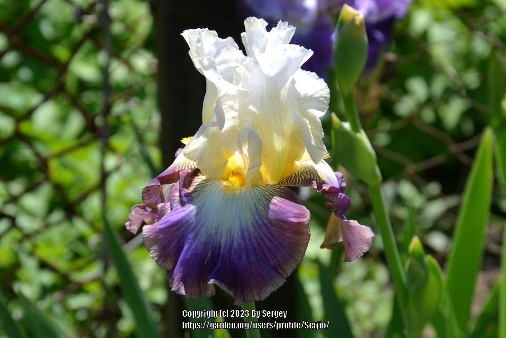 Photo of Tall Bearded Iris (Iris 'Fall Enterprise') uploaded by Serjio