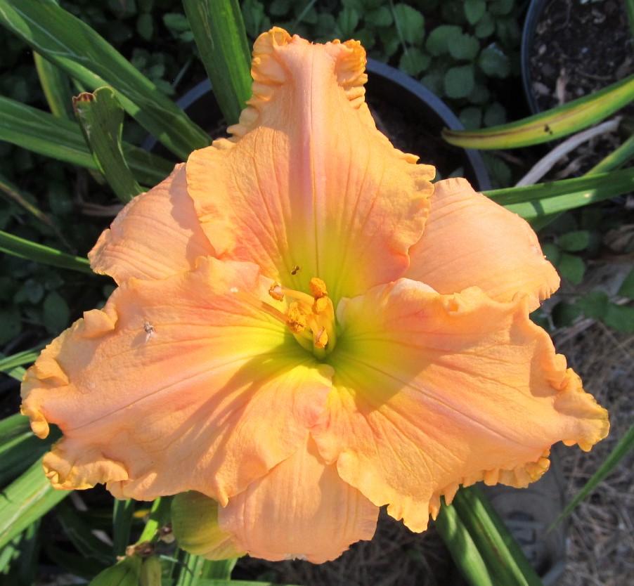 Photo of Daylily (Hemerocallis 'Tropical Experience') uploaded by Sscape