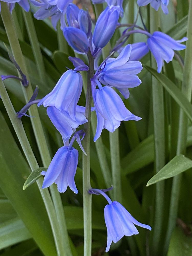 Photo of Spanish Bluebell (Hyacinthoides hispanica 'Excelsior') uploaded by csandt