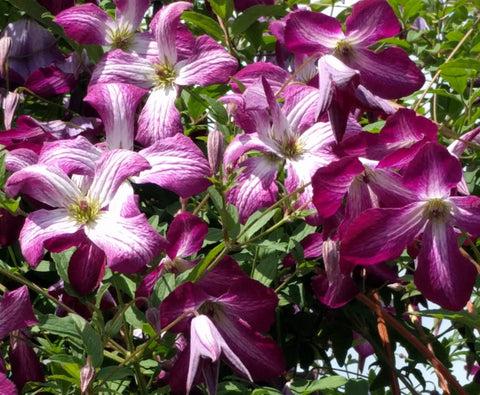 Photo of Clematis (Clematis viticella 'Walenburg') uploaded by Joy