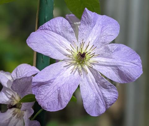 Photo of Clematis Vancouver™ Sea Breeze uploaded by Joy
