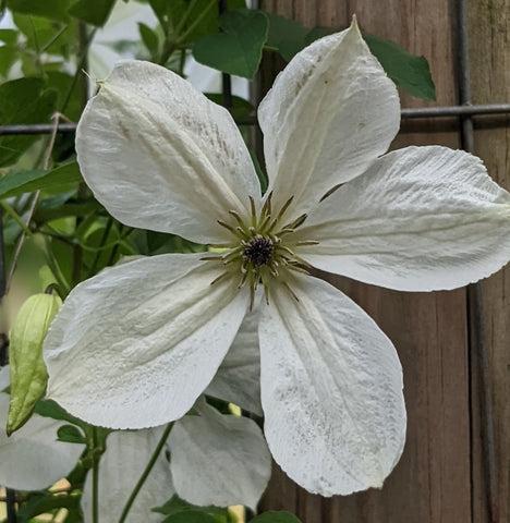 Photo of Clematis (Clematis viticella 'Maria Cornelia') uploaded by Joy