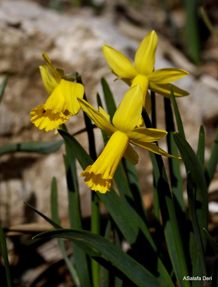 Photo of Cyclamineus Narcissus (Narcissus 'Peeping Tom') uploaded by ASalafaDeri
