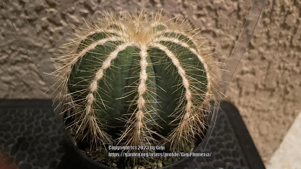 Photo of Ball Cactus (Parodia magnifica) uploaded by GigiPlumeria
