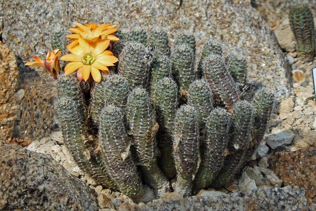 Photo of Pygmy Crown Cactus (Aylostera pygmaea) uploaded by RuuddeBlock