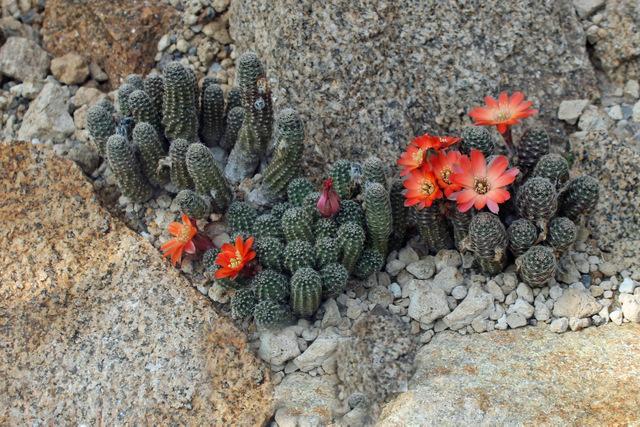Photo of Pygmy Crown Cactus (Aylostera pygmaea) uploaded by RuuddeBlock