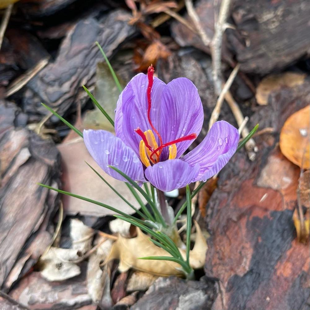 Photo of Saffron Crocus (Crocus sativus) uploaded by plantsandpotsandcats