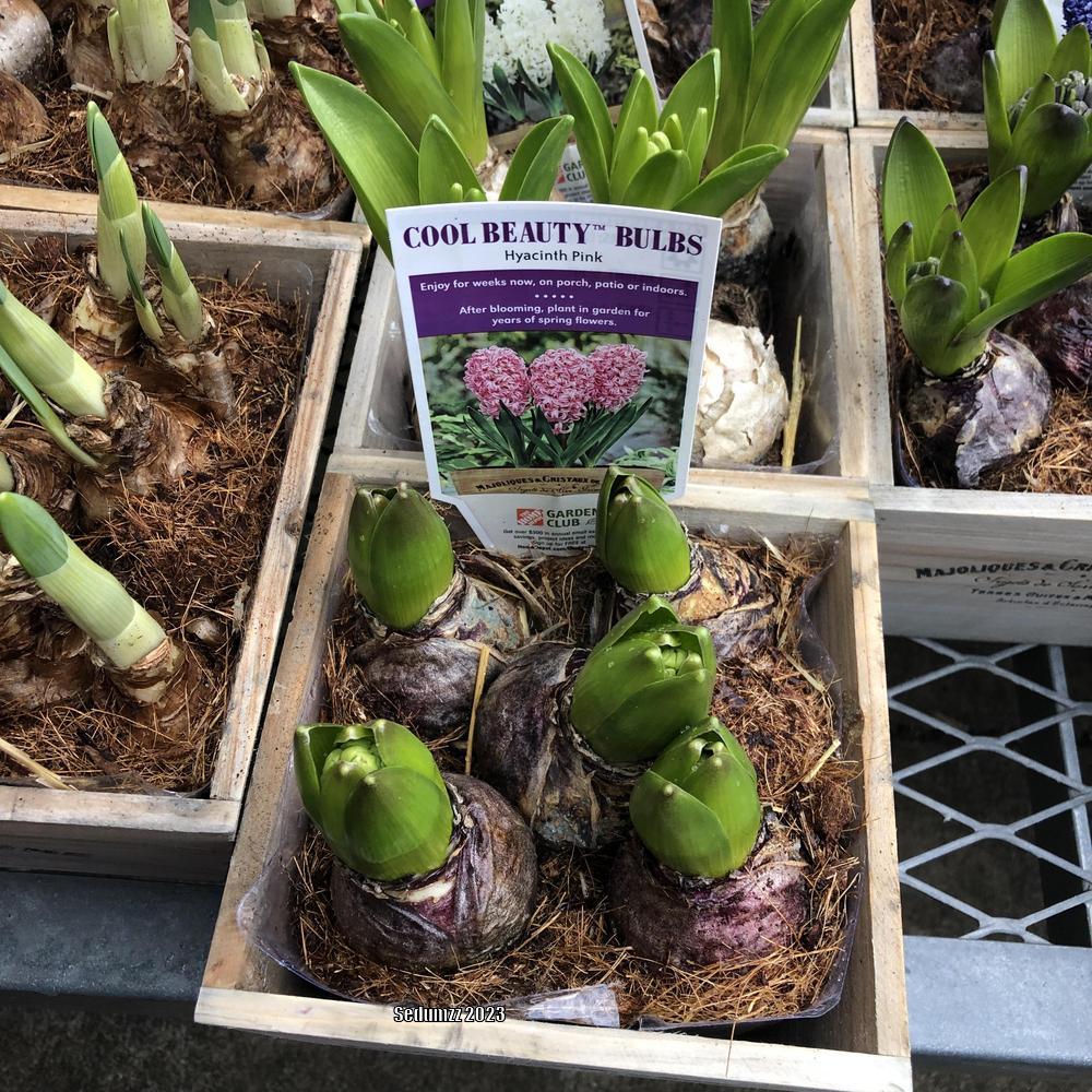 Photo of Dutch Hyacinth (Hyacinthus orientalis 'Pink Pearl') uploaded by sedumzz