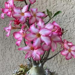 Location: My garden in Tampa, Florida
Date: 2023-02-26
My dark stem adenium nicknamed ‘ King Denio’ in full blooms!