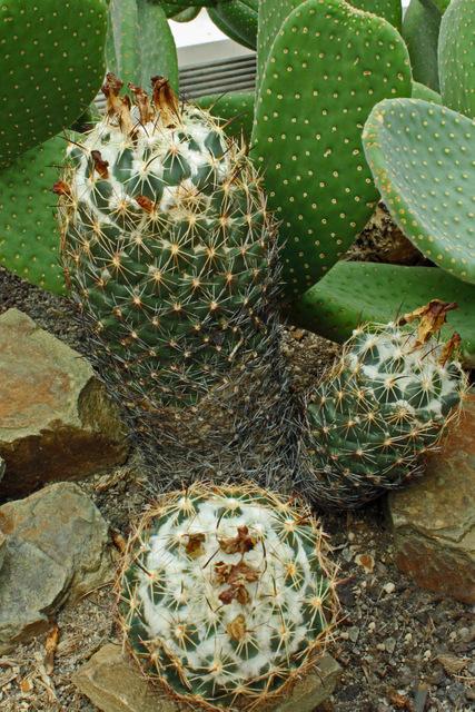 Photo of Pineapple Cactus (Coryphantha sulcata) uploaded by RuuddeBlock