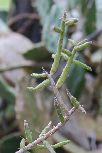 Photo of Desert Christmas Cactus (Cylindropuntia leptocaulis) uploaded by RuuddeBlock