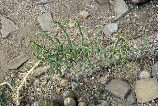 Photo of Desert Christmas Cactus (Cylindropuntia leptocaulis) uploaded by RuuddeBlock
