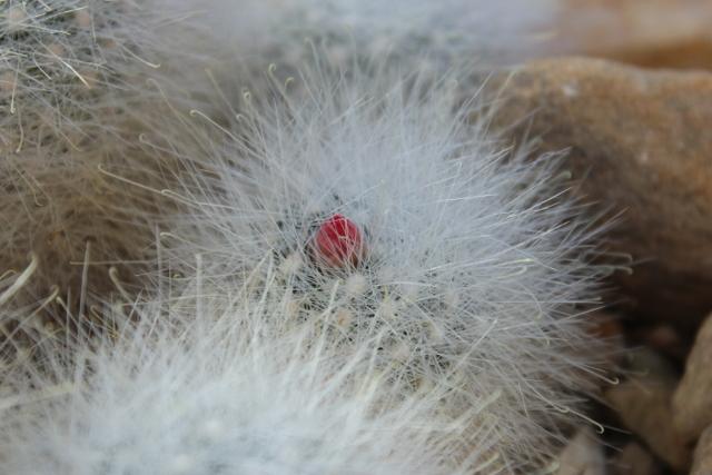 Photo of Cabeza de Viejo (Mammillaria senilis) uploaded by RuuddeBlock