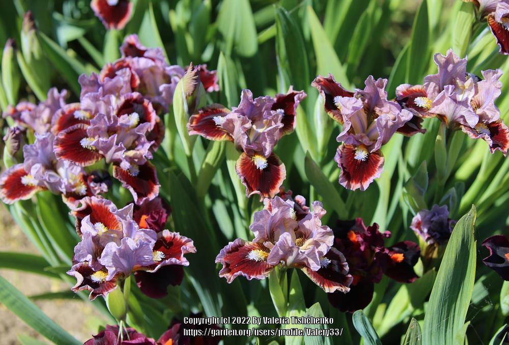 Photo of Standard Dwarf Bearded Iris (Iris 'Going in Circles') uploaded by Valery33