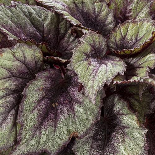 Photo of Rex Begonia (Begonia rex Shadow King™ Rose Frost) uploaded by Calif_Sue