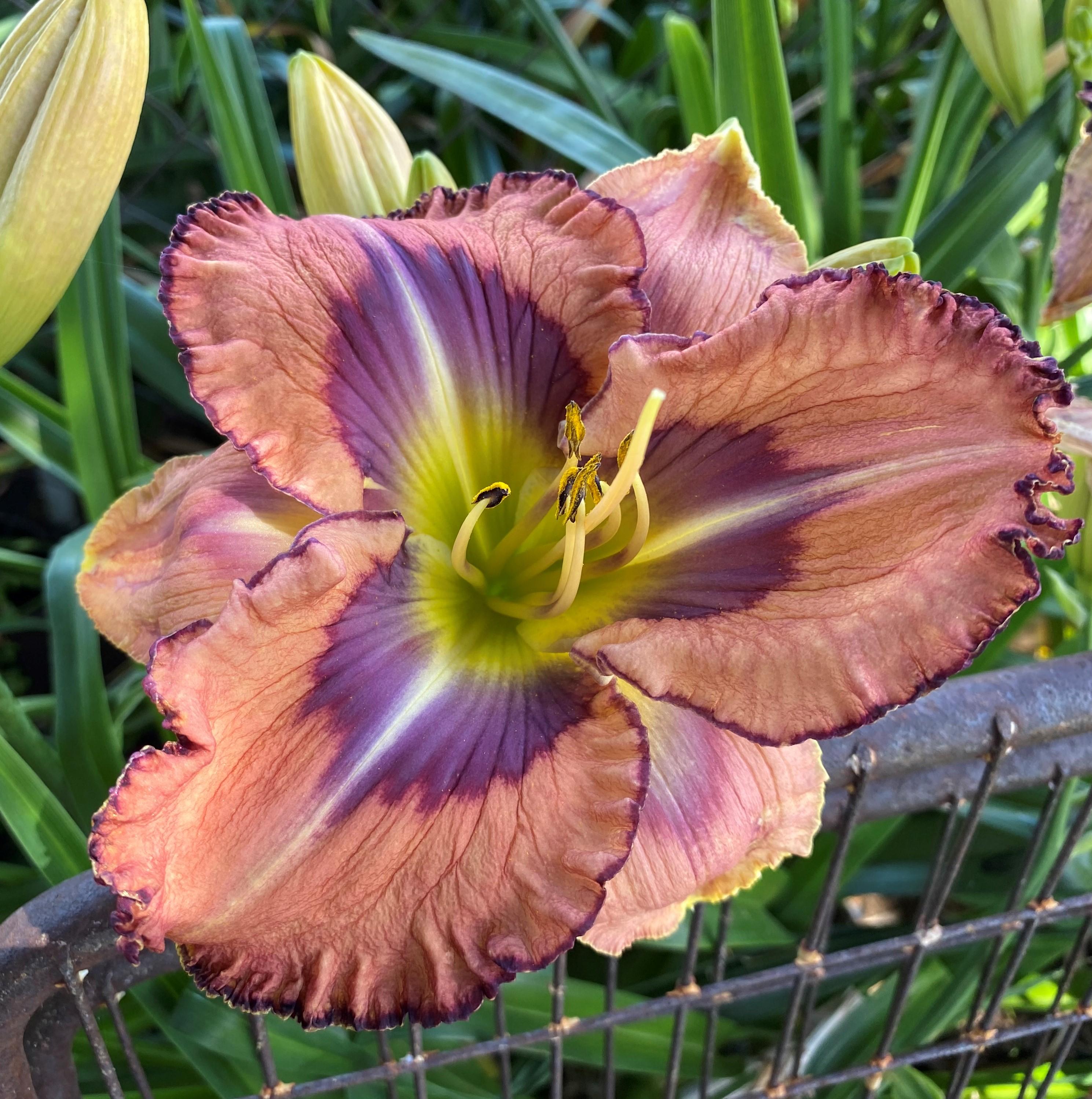 Photo of Daylily (Hemerocallis 'Love Is Stronger than Death') uploaded by Joy