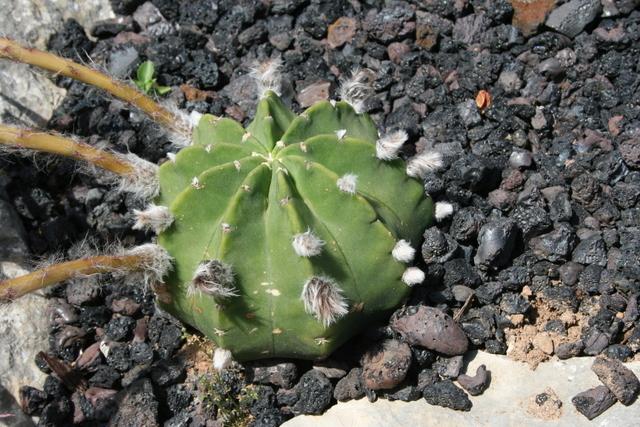 Photo of Barbed Sea Urchin Cactus (Lobivia ancistrophora) uploaded by RuuddeBlock