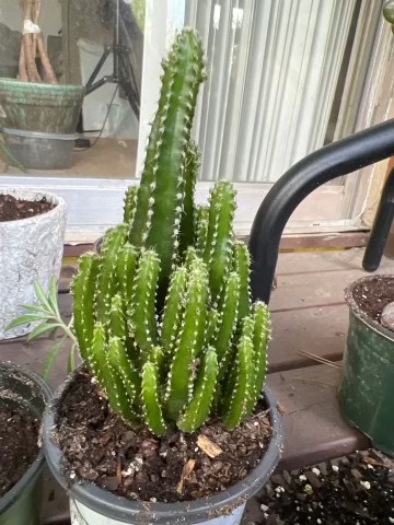 Photo of Monstrose Triangle Cactus (Acanthocereus tetragonus 'Fairy Castle') uploaded by Traijin