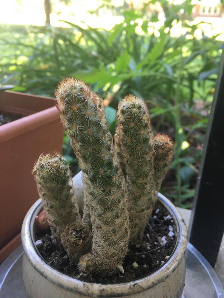 Photo of Ladyfinger Cactus (Mammillaria elongata) uploaded by Traijin