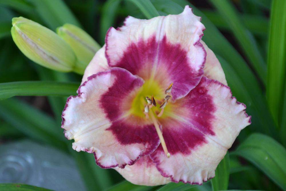Photo of Daylily (Hemerocallis 'Edged in Red') uploaded by Beckyree8