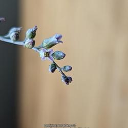 Location: My garden in Albuquerque, NM Zone 7b
Date: 2023-02-28
Viewed closely, these tiny blooms are quite pretty