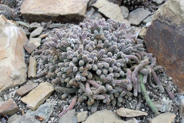 Photo of Peanut Cactus (Chamaecereus silvestrii) uploaded by RuuddeBlock
