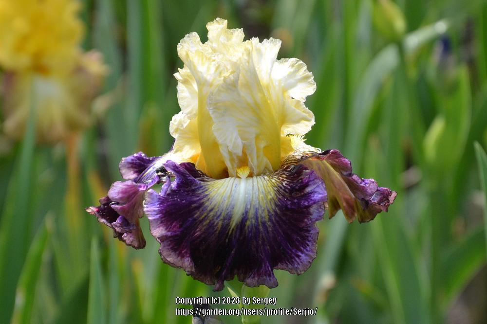 Photo of Tall Bearded Iris (Iris 'Cold Fusion') uploaded by Serjio