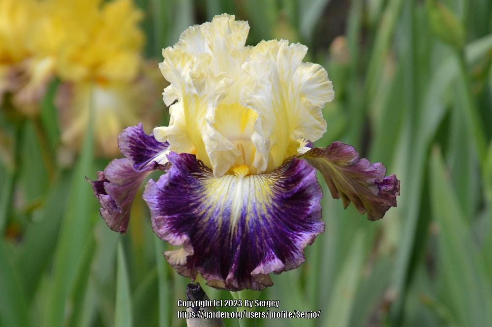 Photo of Tall Bearded Iris (Iris 'Cold Fusion') uploaded by Serjio