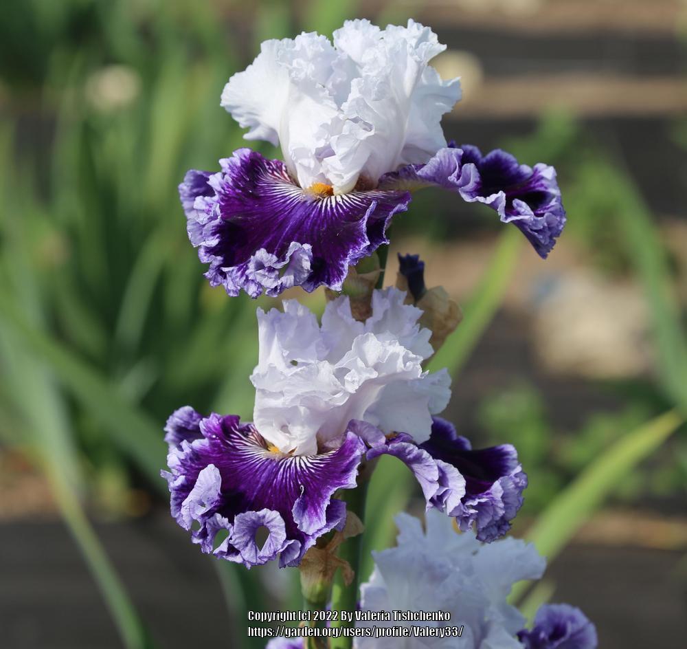 Photo of Tall Bearded Iris (Iris 'Polar Shift') uploaded by Valery33