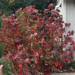 Location: In my garden in Oklahoma City, OK
Date: 2006-11-26
Hydrangea quercifolia 'Munchkin'