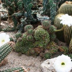 Location: Cactus Oase
Date: 2011-08-08
Cristata form of probably E. oxygona