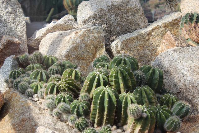 Photo of Sea-Urchin Cactus (Echinopsis oxygona) uploaded by RuuddeBlock