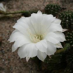 Location: Cactus Oase
Date: 2011-08-08
Cristata form of probably E. oxygona