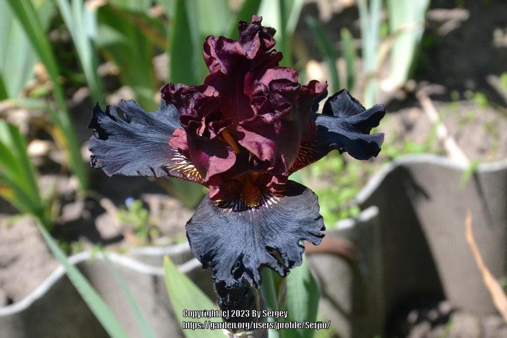 Photo of Tall Bearded Iris (Iris 'Carnevale di Venezia') uploaded by Serjio