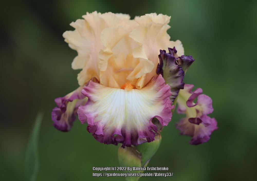 Photo of Tall Bearded Iris (Iris 'Passionate Kisses') uploaded by Valery33