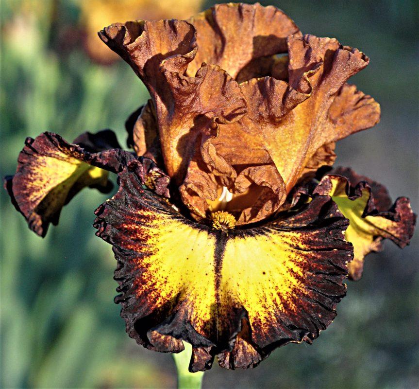 Photo of Tall Bearded Iris (Iris 'Tucumcari') uploaded by Calif_Sue