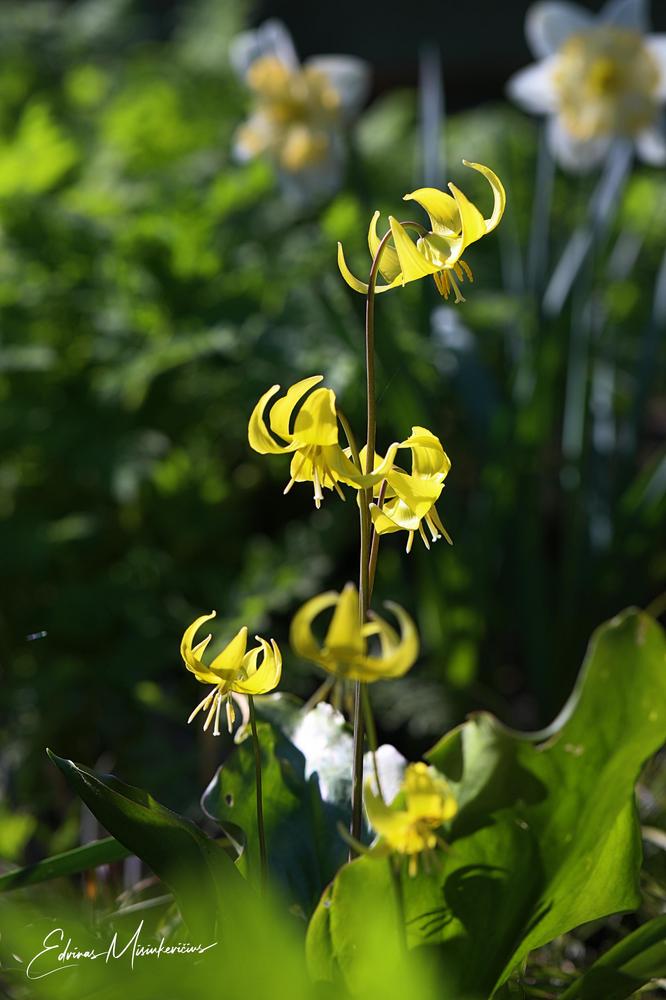 Photo of Trout Lily (Erythronium 'Pagoda') uploaded by Edvinas
