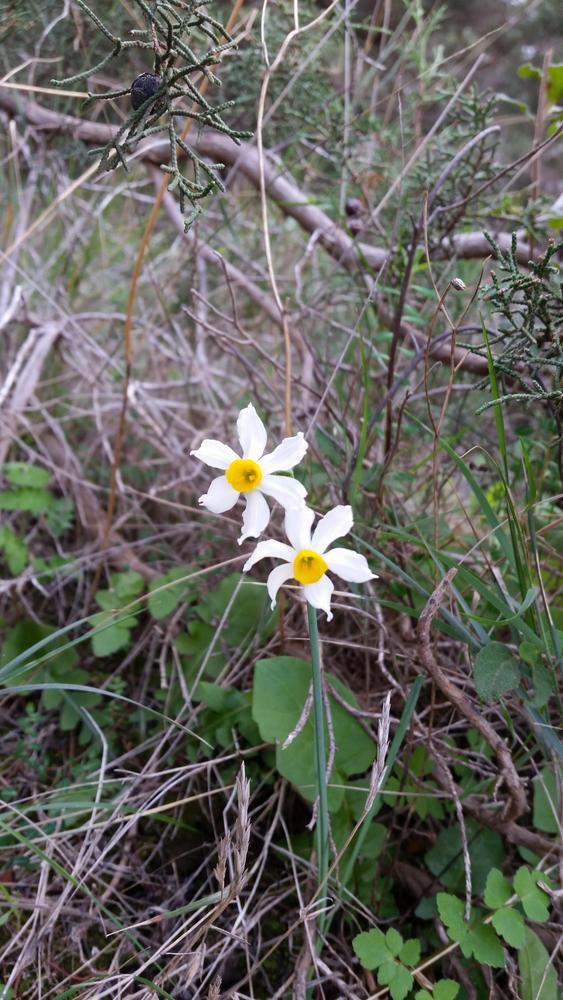 Photo of Tazetta Narcissus (Narcissus tazetta) uploaded by Edvinas