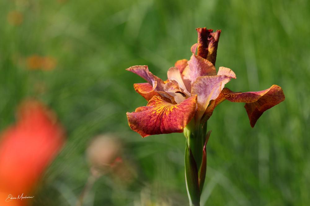 Photo of Siberian Iris (Iris 'Paprikash') uploaded by Edvinas