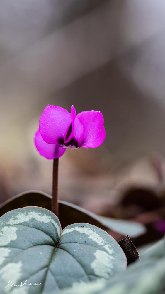 Photo of Hardy Cyclamen (Cyclamen coum) uploaded by Edvinas