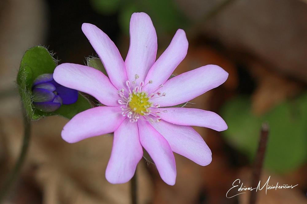 Photo of Common Hepatica (Hepatica nobilis) uploaded by Edvinas