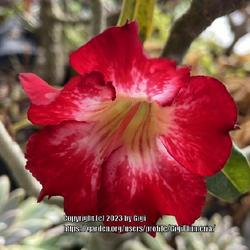 Location: My garden in Tampa, Florida
Date: 2023-03-01
First bloom of the season.