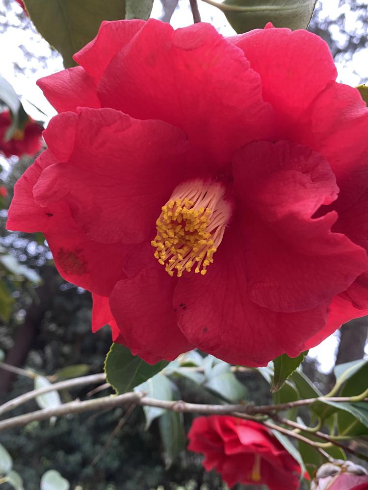 Photo of Japanese Camellia (Camellia  japonica 'Grand Slam') uploaded by SL_gardener