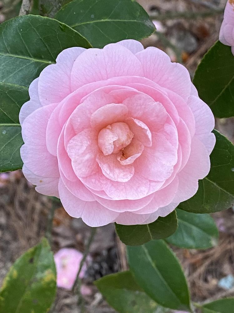 Photo of Japanese Camellia (Camellia japonica 'Pink Perfection') uploaded by SL_gardener