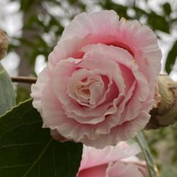 Location: Sarah P Duke Gardens   Durham, North Carolina
Date: 2023-02-25
Beautiful frilly pink bloom. Plant was labelled C. japonica Lady 