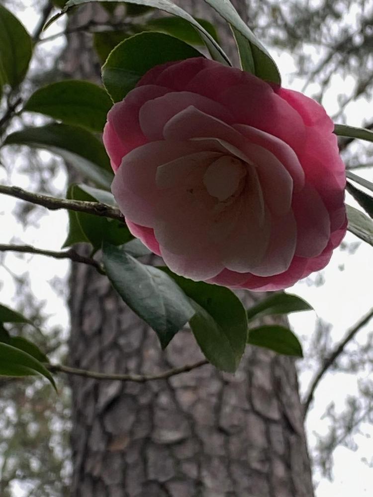 Photo of Japanese Camellia (Camellia japonica 'October Affair') uploaded by SL_gardener
